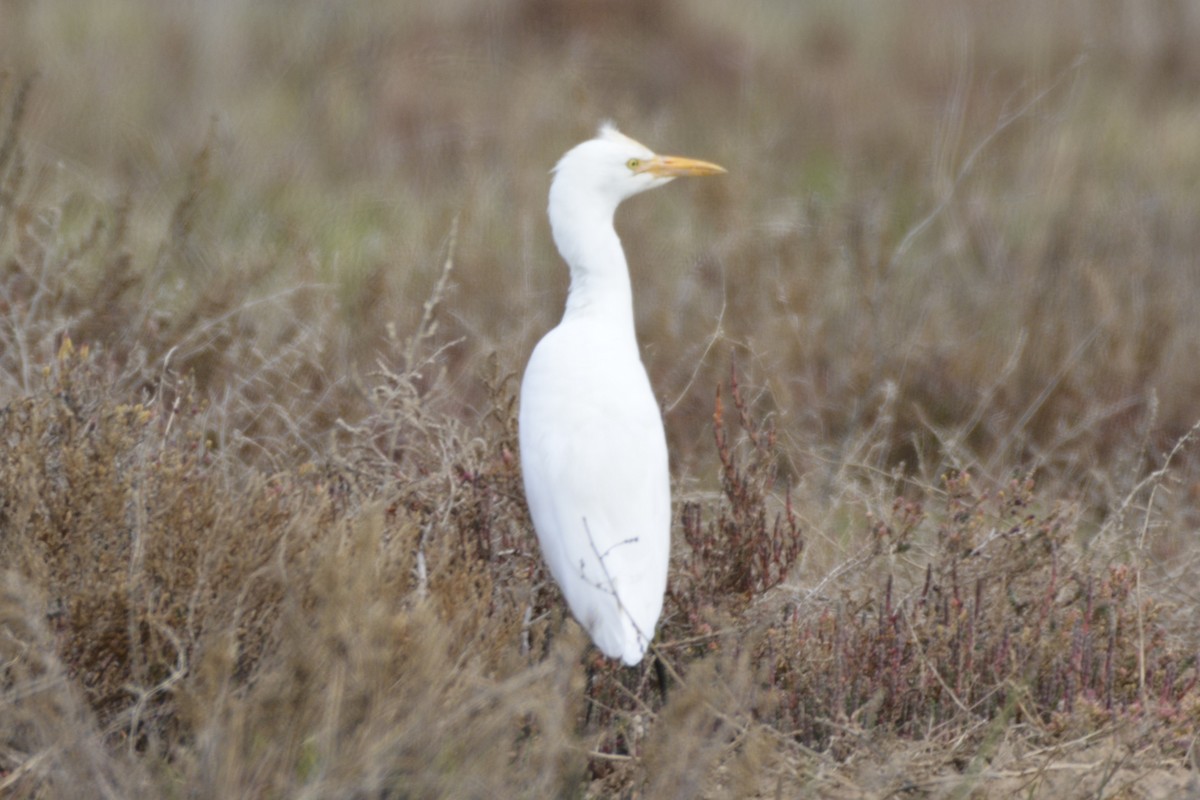 אנפית בקר מערבית - ML649235185