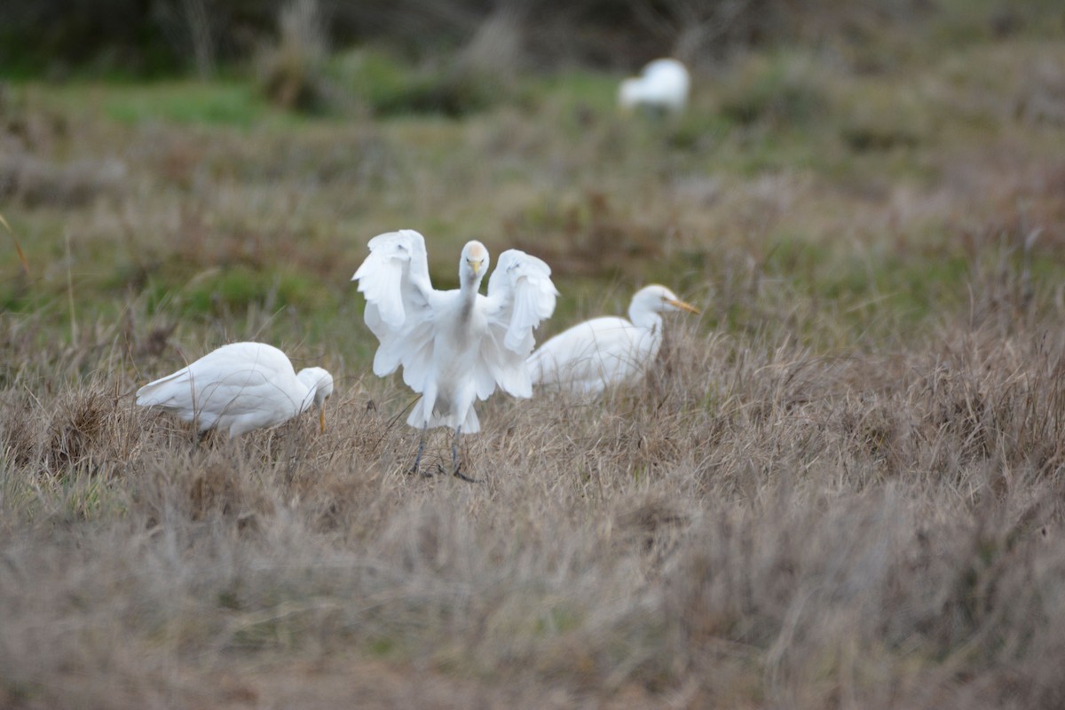 אנפית בקר מערבית - ML649235186