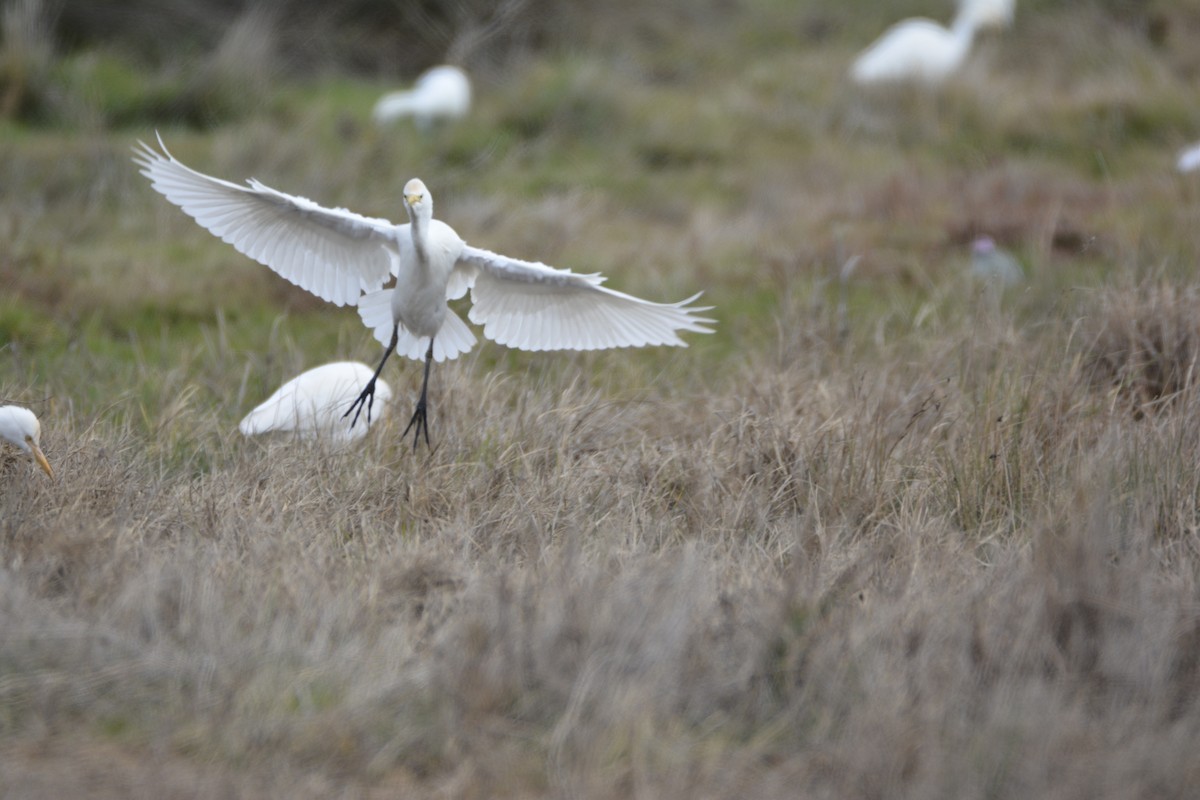 אנפית בקר מערבית - ML649235202