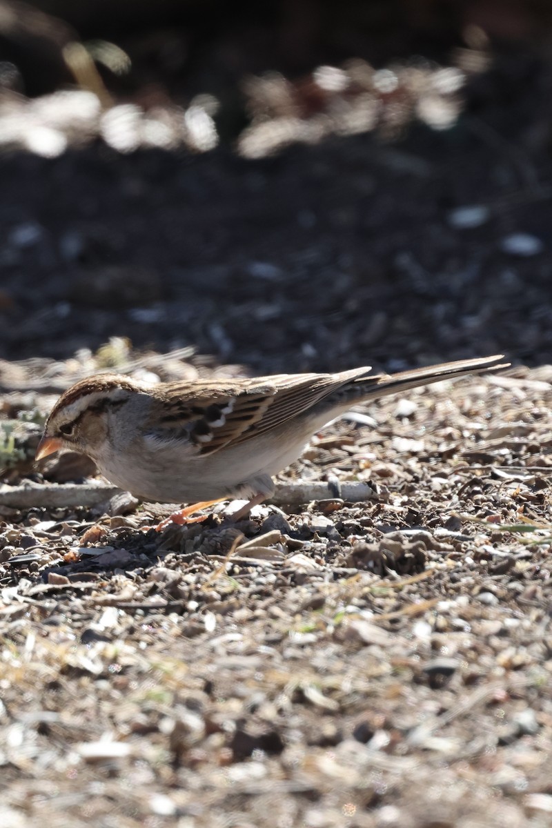 Chipping Sparrow - ML649235532