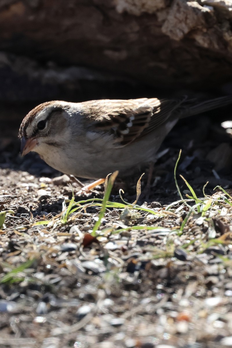 Chipping Sparrow - ML649235533