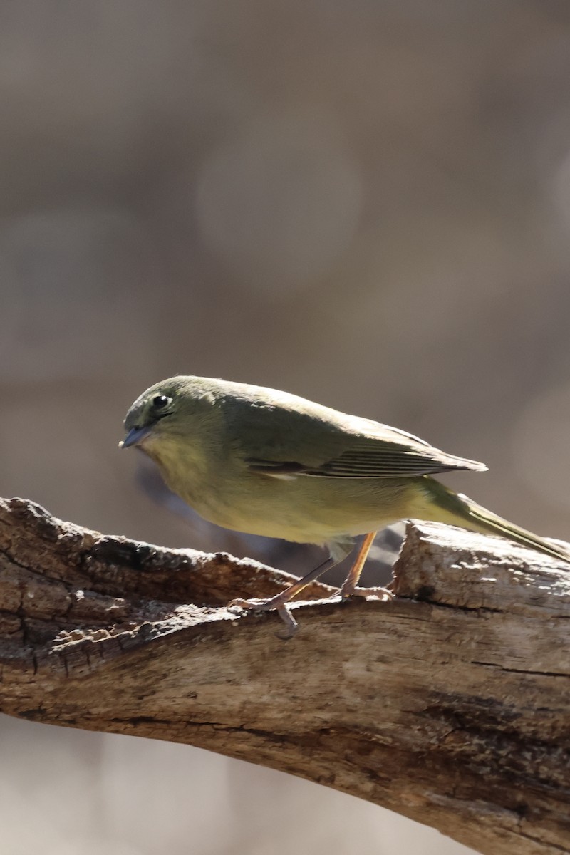 Orange-crowned Warbler - ML649235546