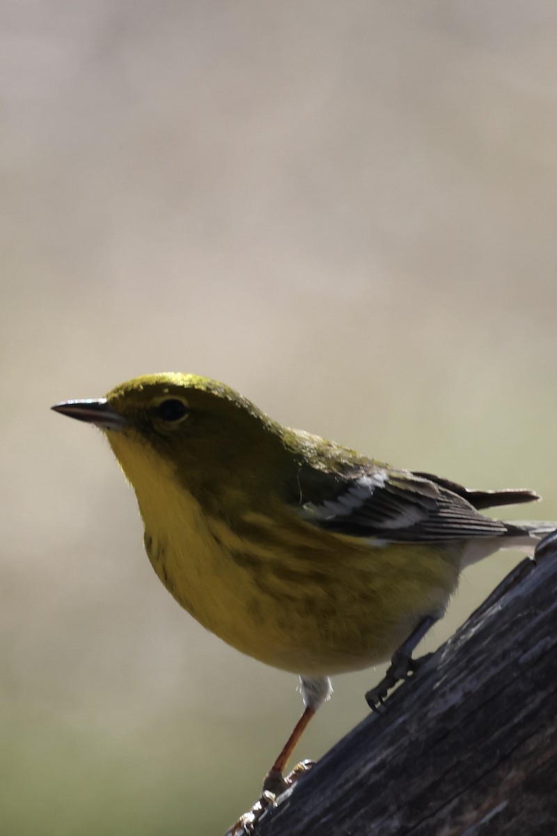 Pine Warbler - ML649235564