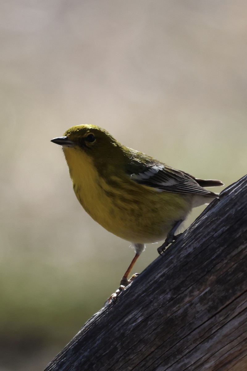 Pine Warbler - ML649235565