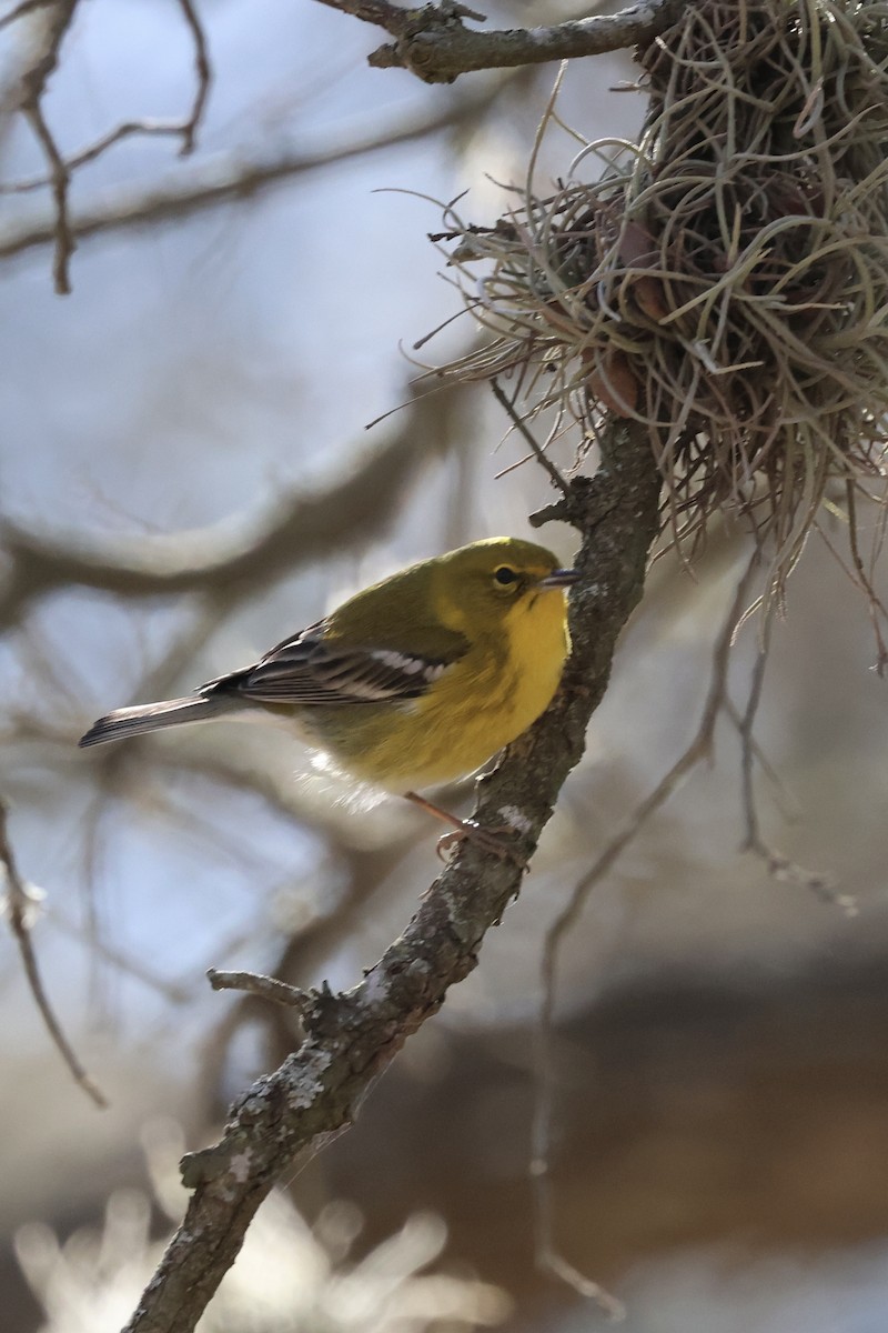 Pine Warbler - ML649235566
