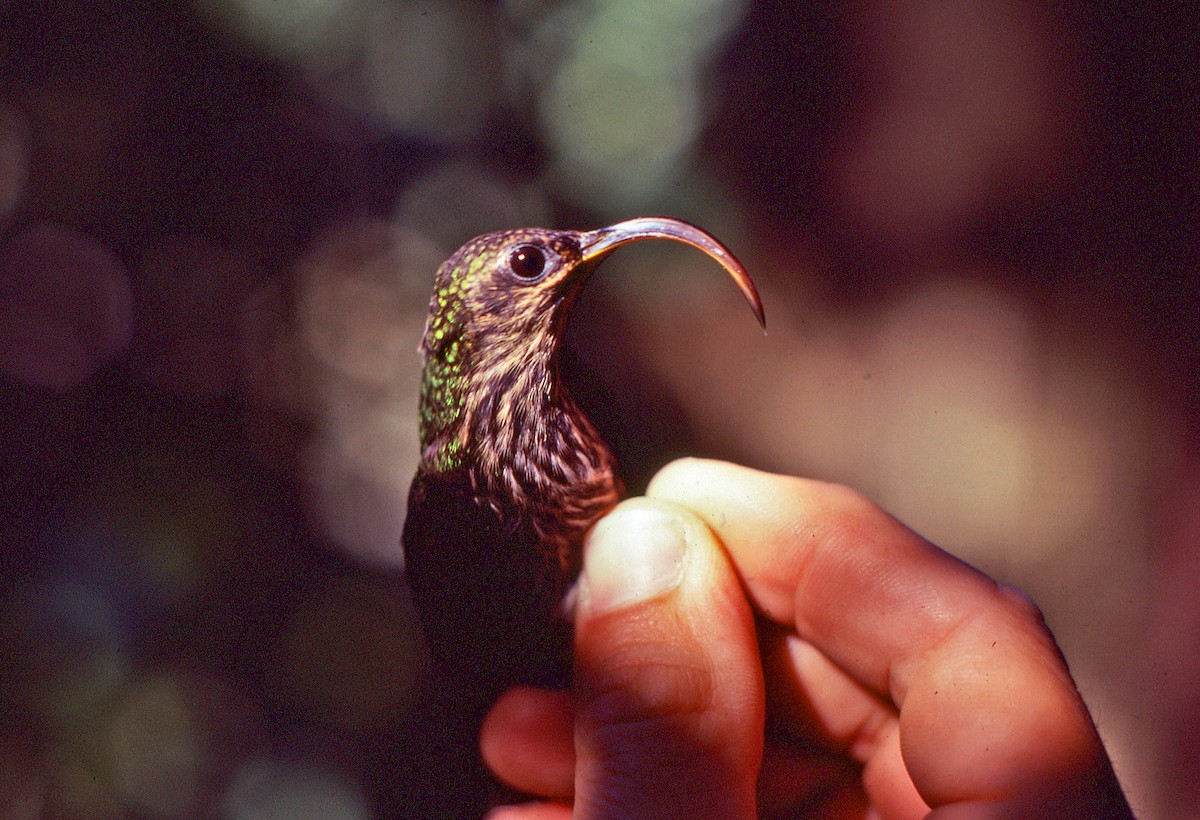 White-tipped Sicklebill - ML649235670