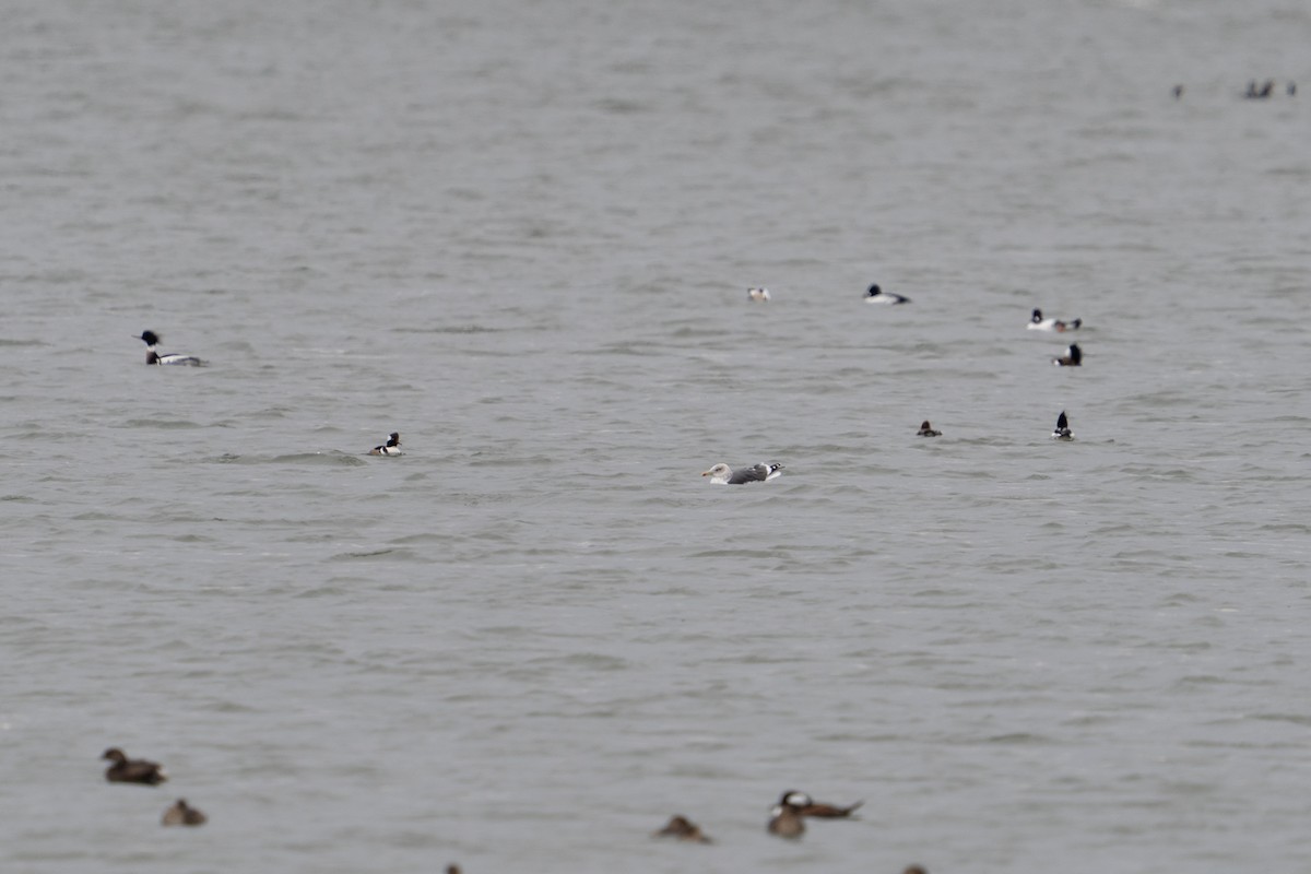 Lesser Black-backed Gull - ML649235815