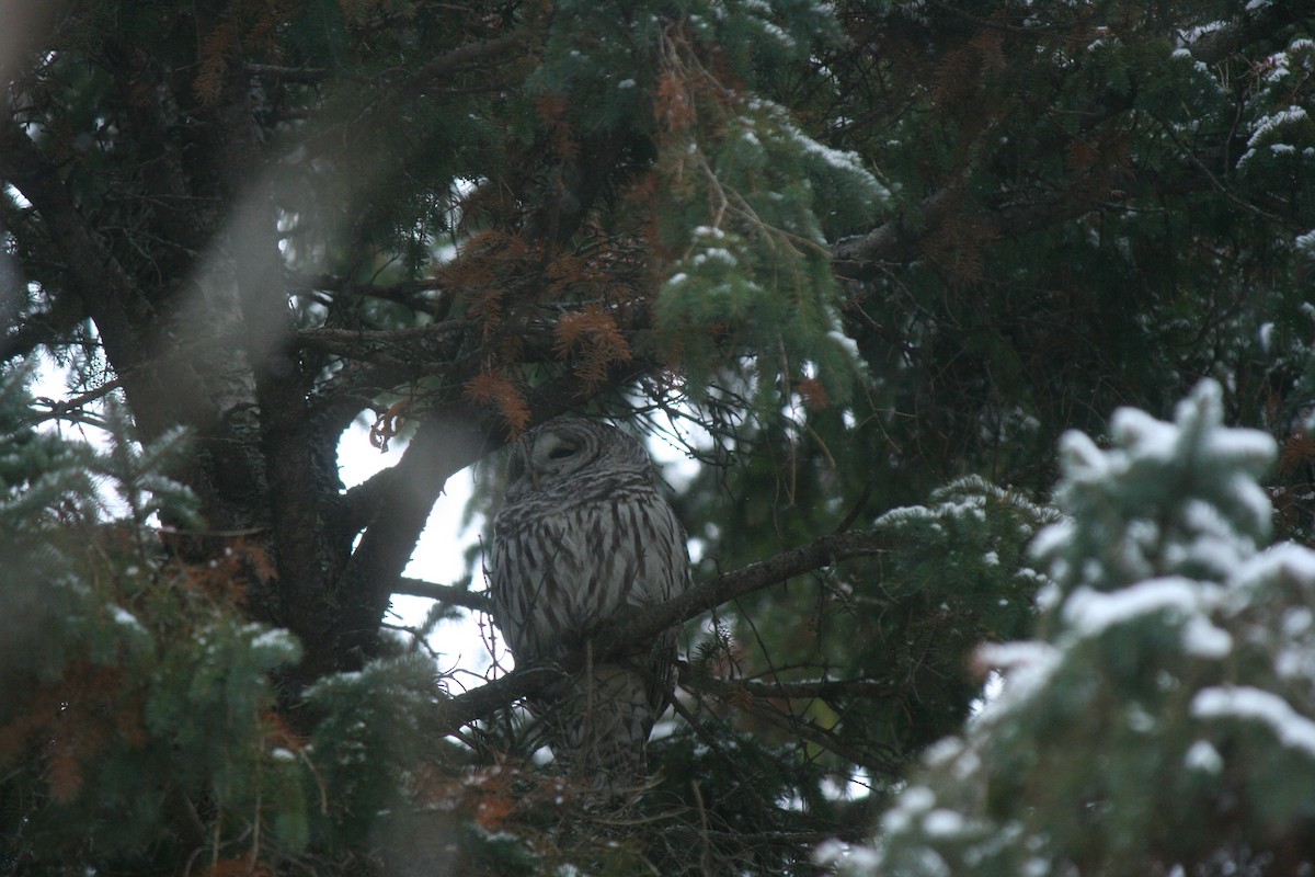 Çizgili Baykuş - ML649235846