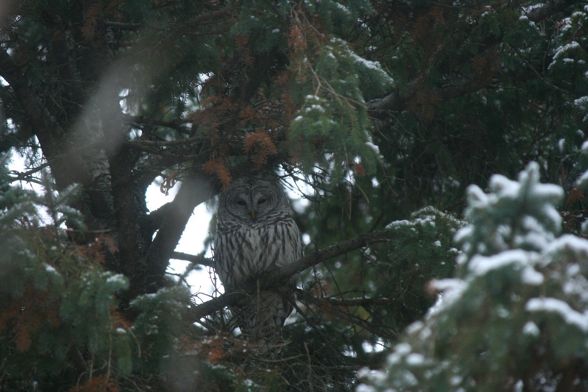 Çizgili Baykuş - ML649235847