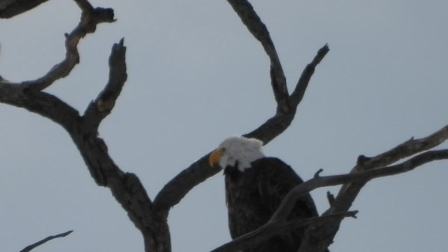 Bald Eagle - ML649235947