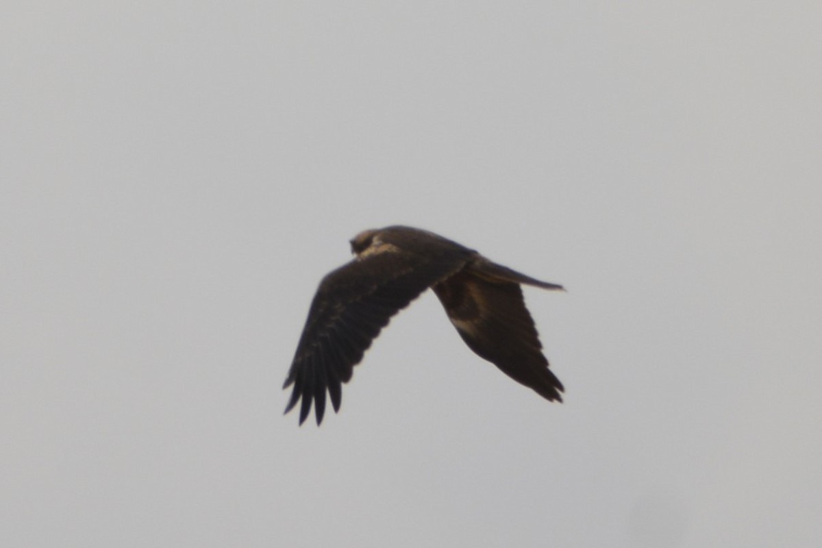 זרון סוף - ML649235950