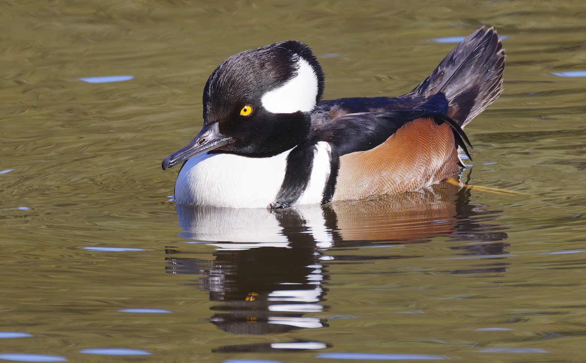 Kappensäger - ML649236001