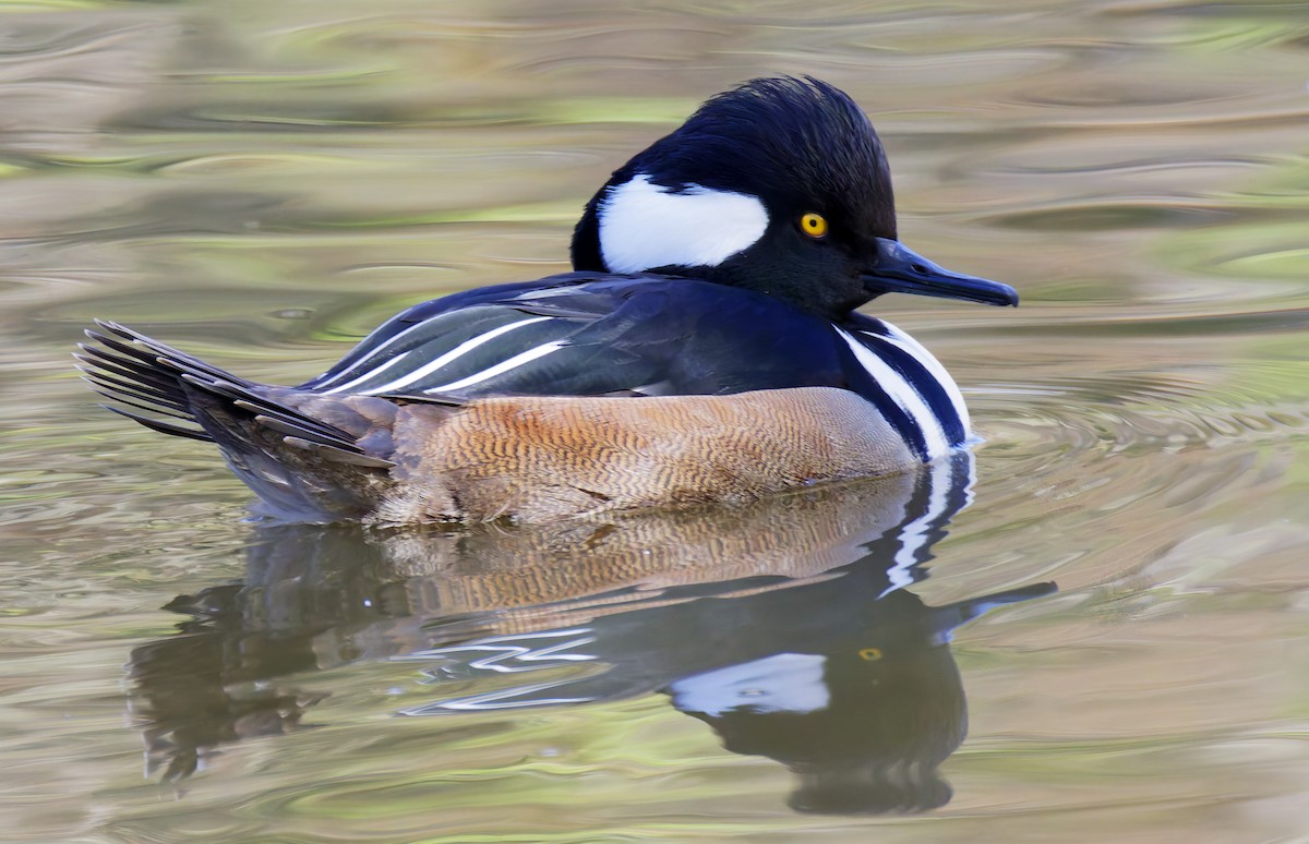 Kappensäger - ML649236002