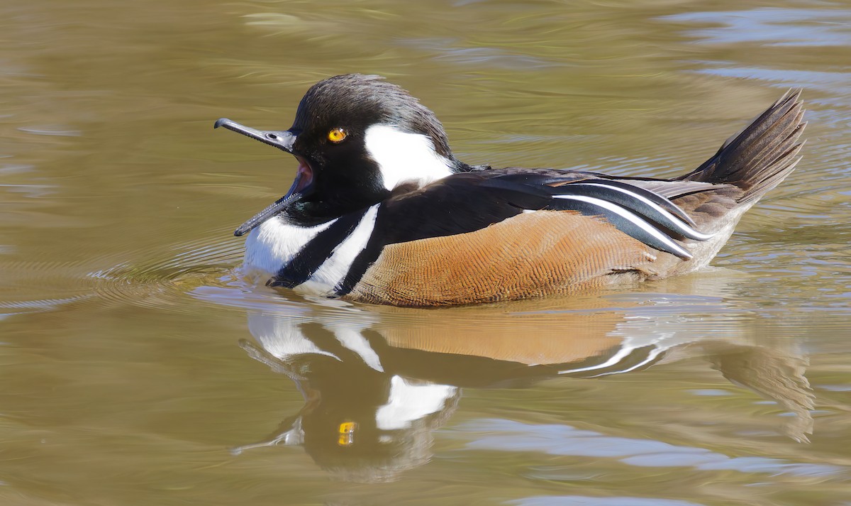 Kappensäger - ML649236003