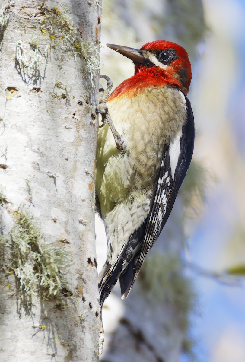 Feuerkopf-Saftlecker - ML649236037