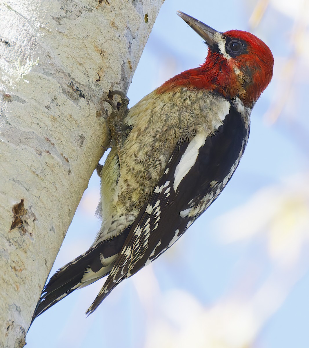 Feuerkopf-Saftlecker - ML649236049