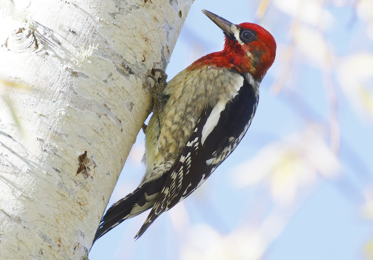 Feuerkopf-Saftlecker - ML649236052