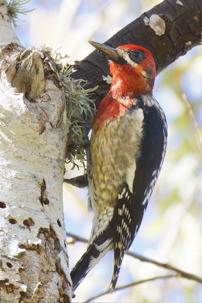 Feuerkopf-Saftlecker - ML649236066