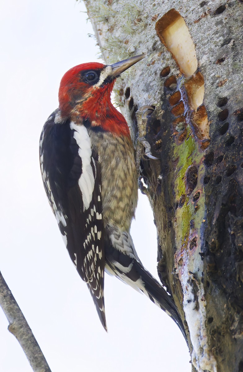 Feuerkopf-Saftlecker - ML649236074