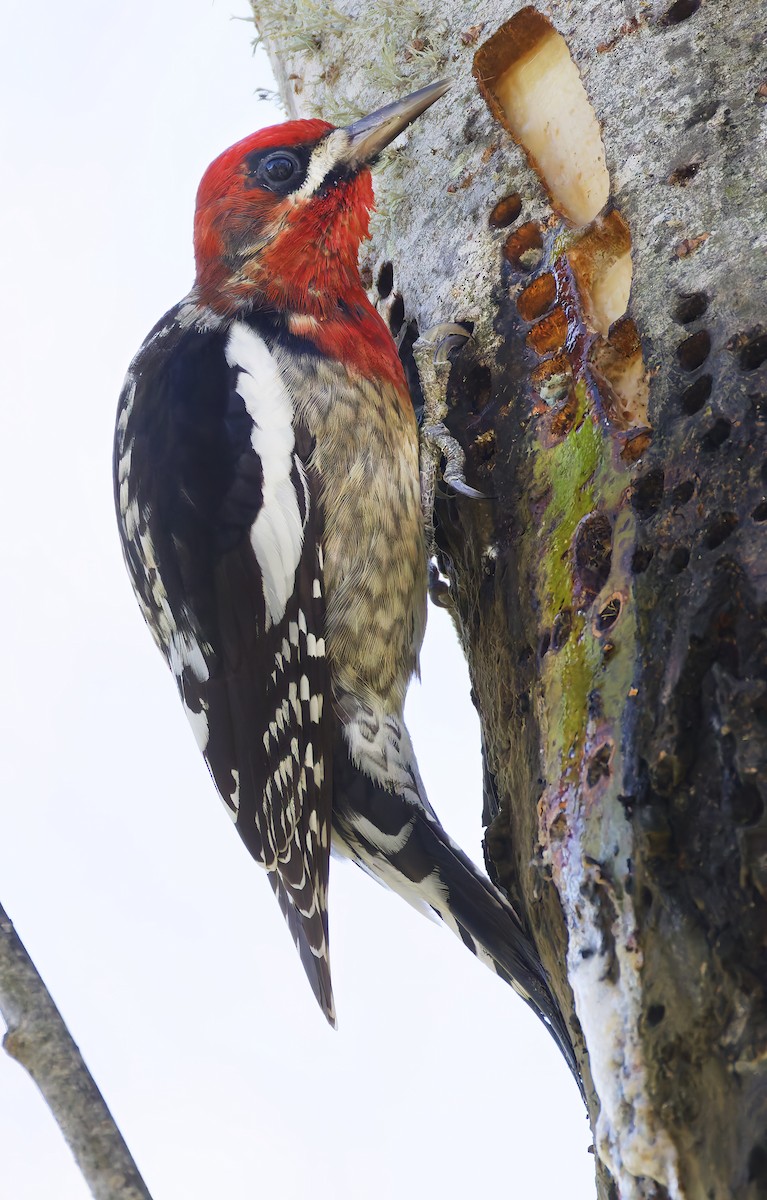 Feuerkopf-Saftlecker - ML649236080