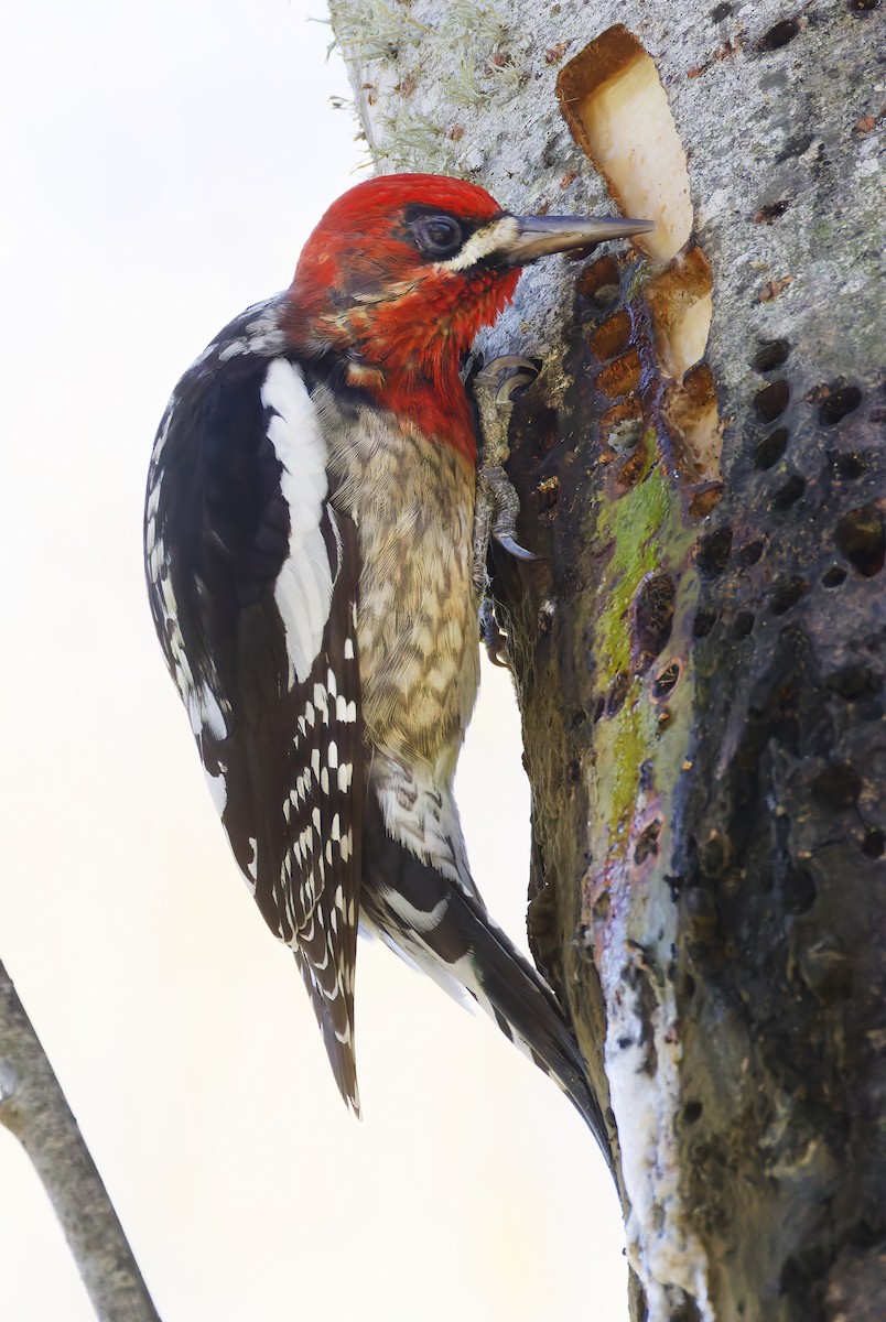 Feuerkopf-Saftlecker - ML649236083