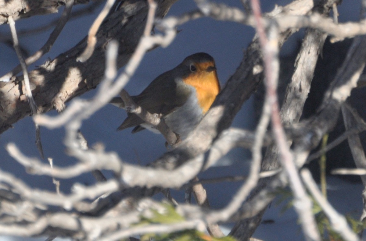 Txantxangorria - ML649236492