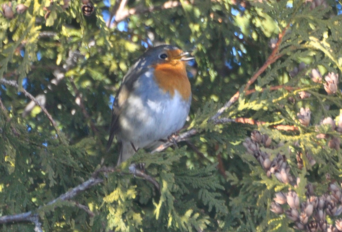 Txantxangorria - ML649236495