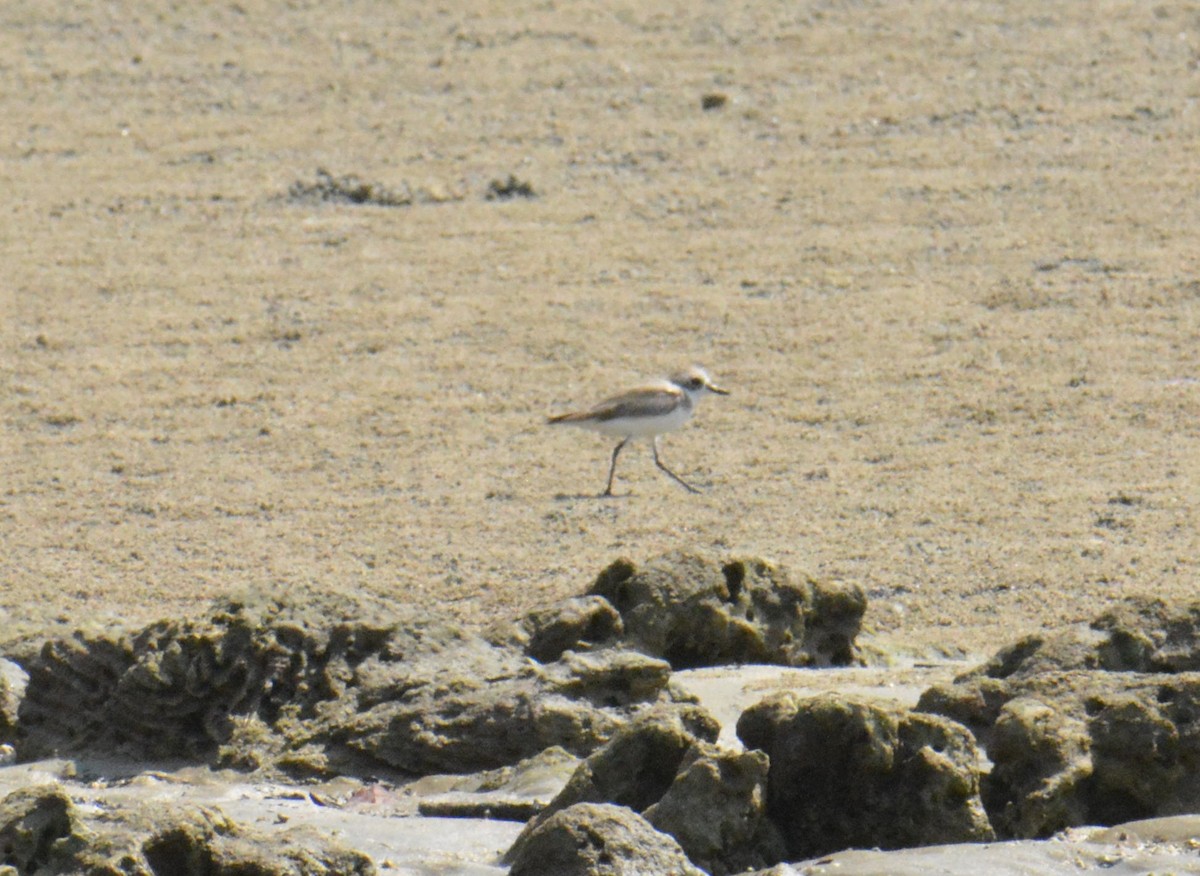 Tibetan Sand-Plover - ML649236582