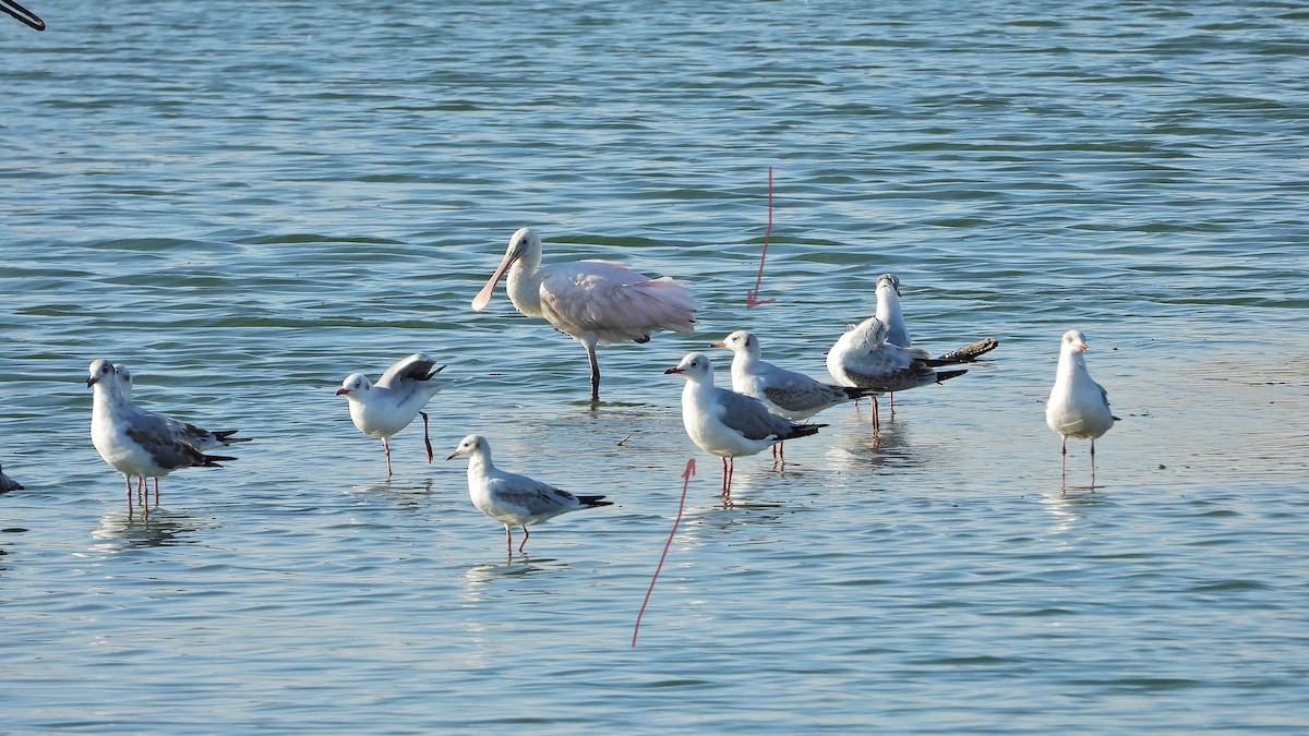 gull sp. - ML649236706