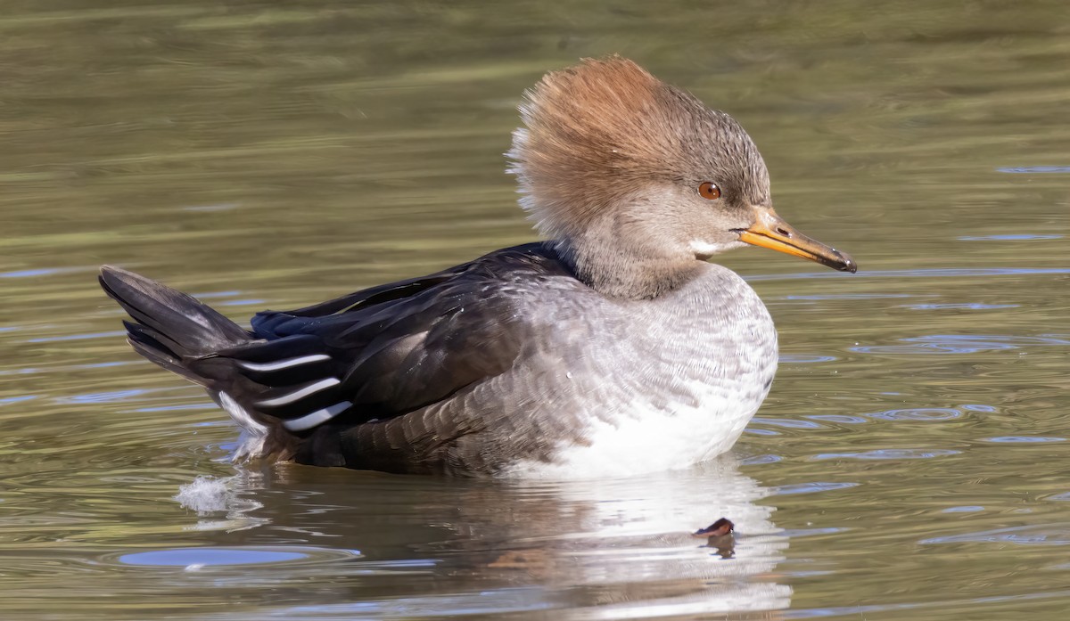 Kappensäger - ML649236787