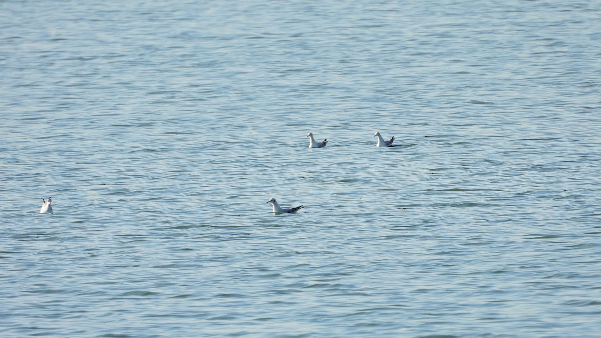 gull sp. - ML649237101