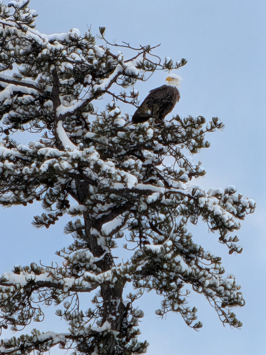 Itsas arrano buruzuria - ML649237476