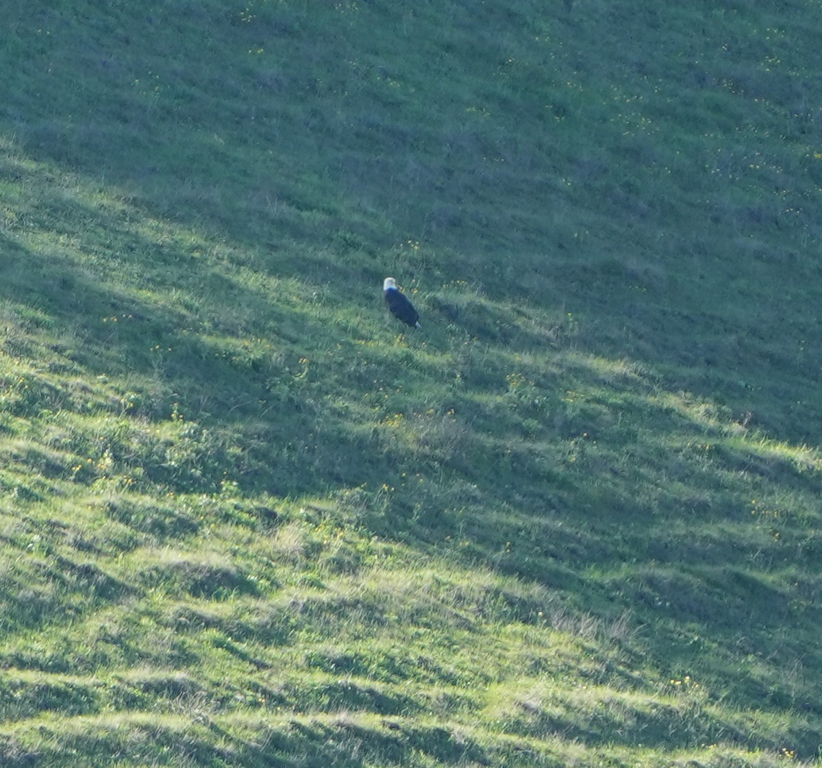 Itsas arrano buruzuria - ML649237536