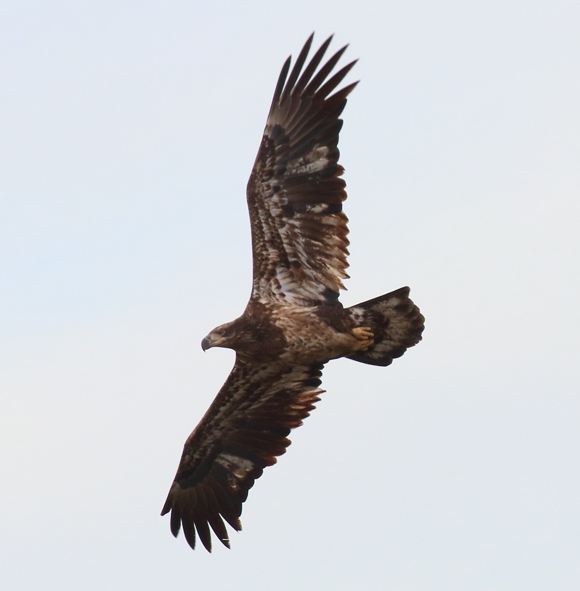 Itsas arrano buruzuria - ML649237597