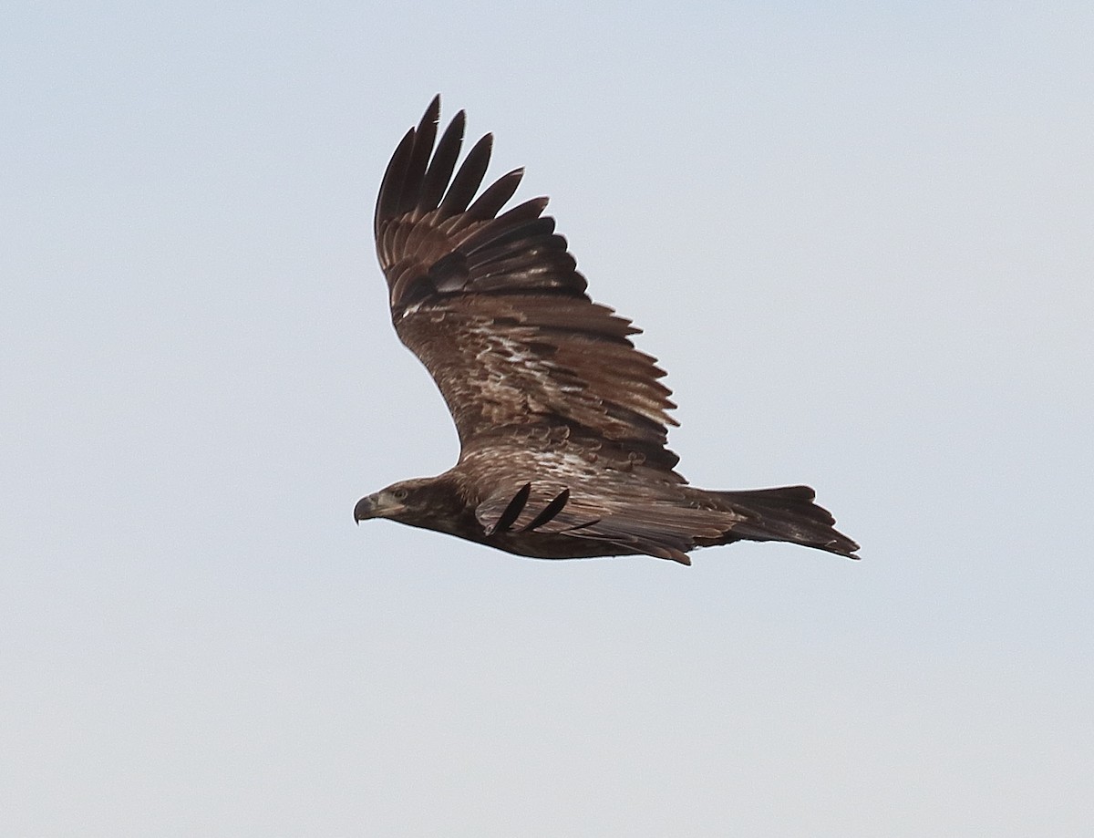 Itsas arrano buruzuria - ML649237608