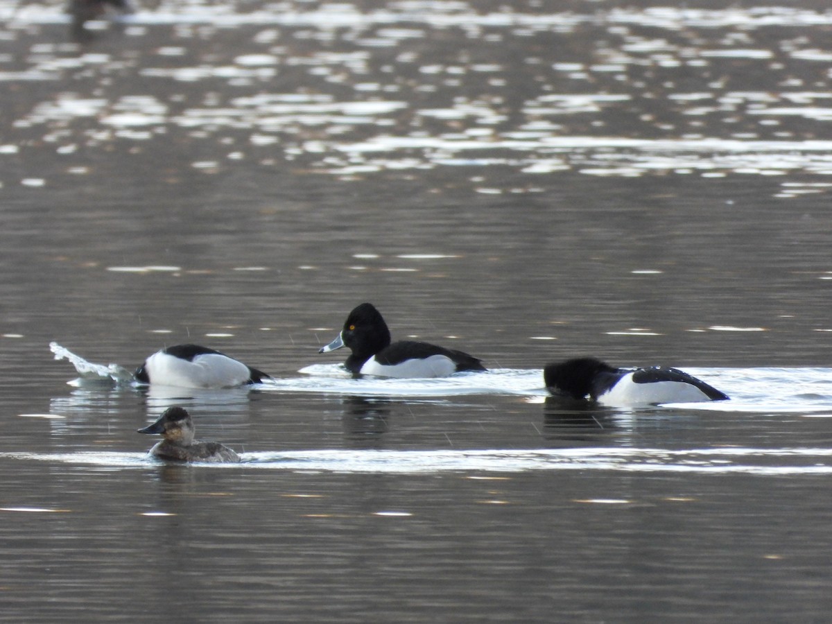 環頸潛鴨 - ML649237629