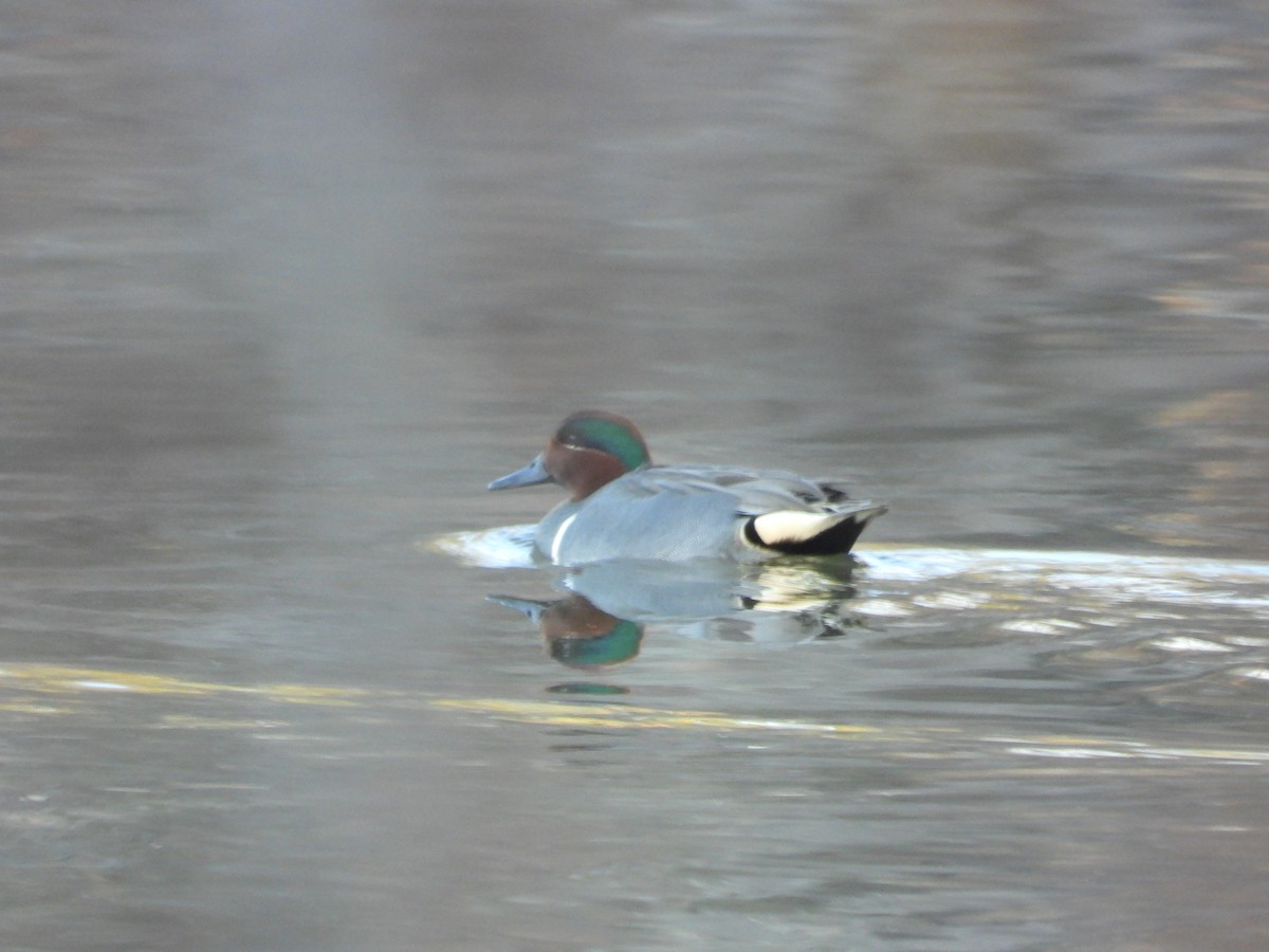 小水鴨 - ML649237649