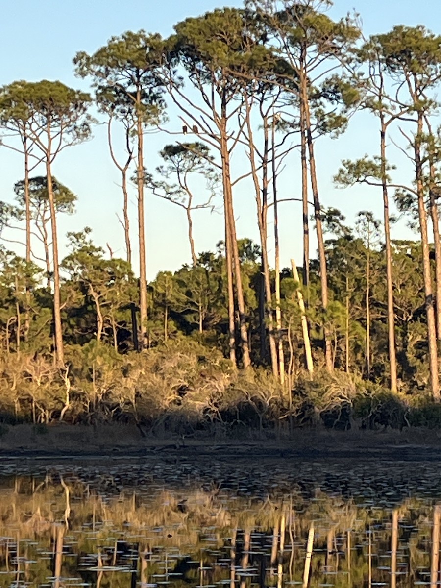 Itsas arrano buruzuria - ML649237650