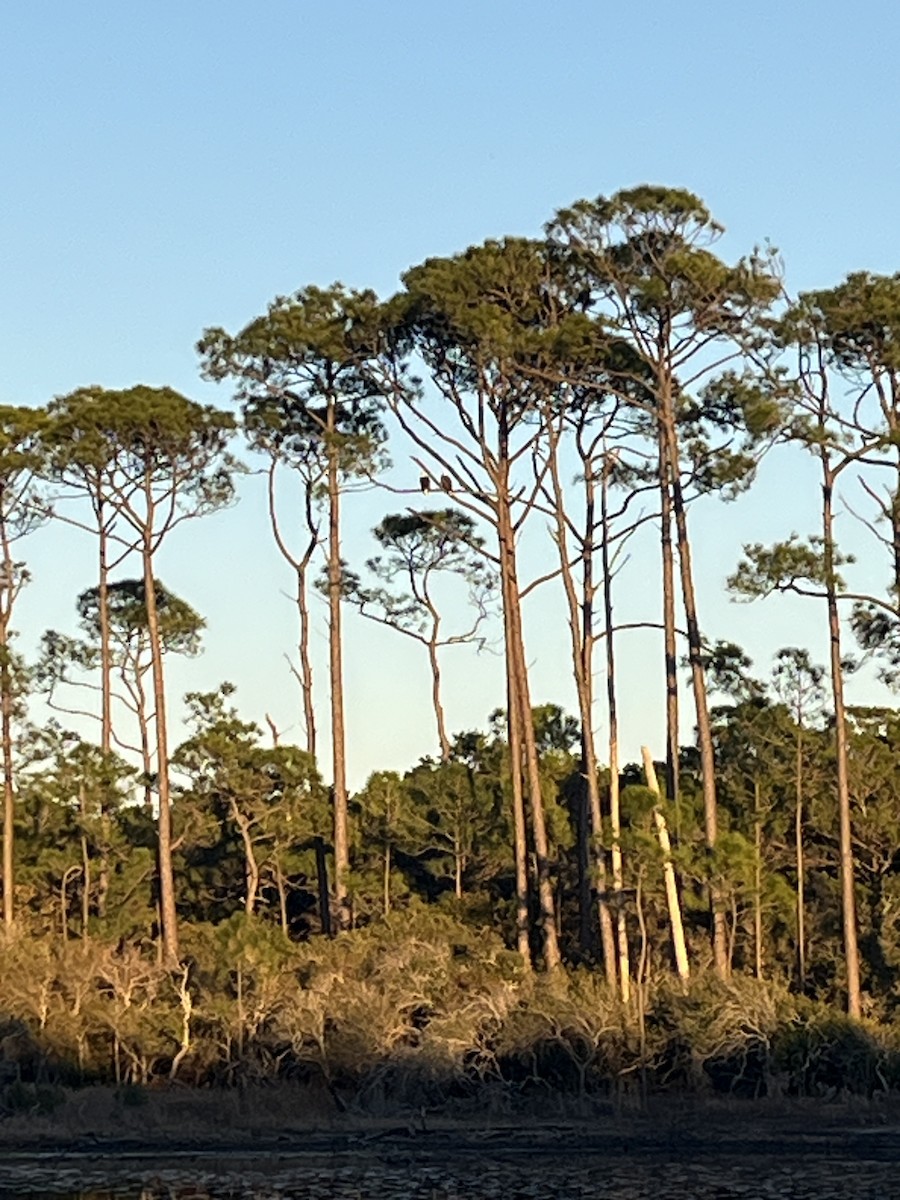 Itsas arrano buruzuria - ML649237651