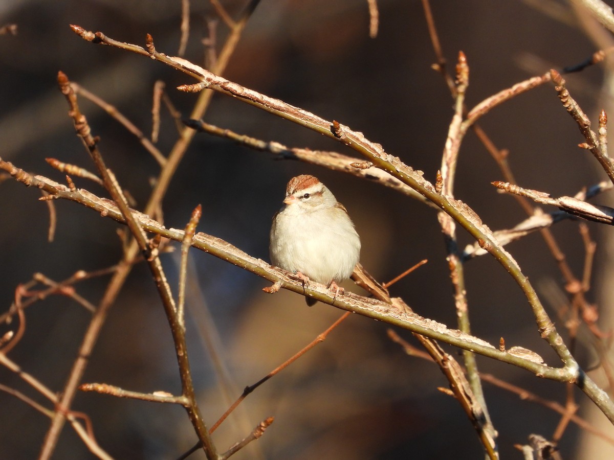 Chipping Sparrow - ML649237668