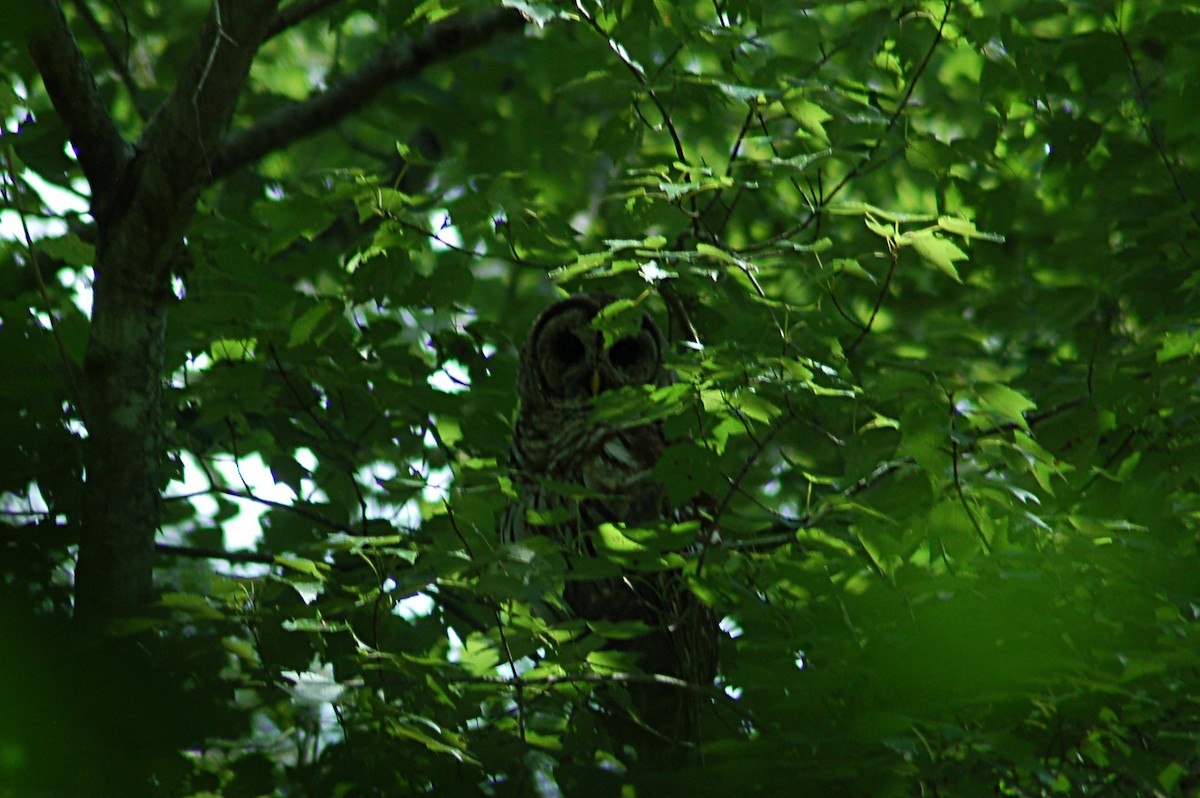 Çizgili Baykuş - ML649237675