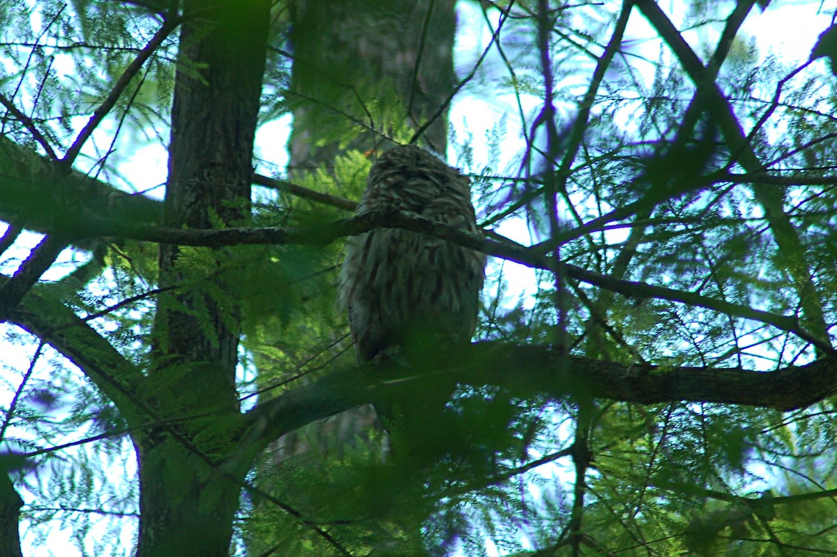 Çizgili Baykuş - ML649237687