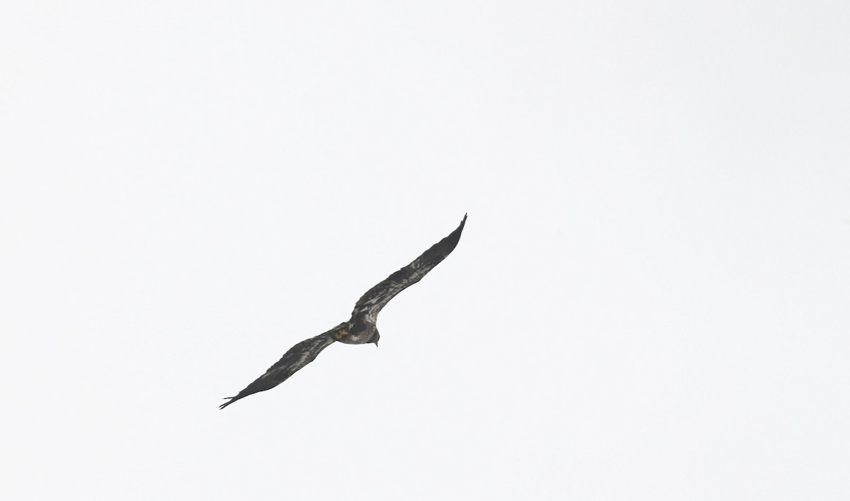 Itsas arrano buruzuria - ML649237713