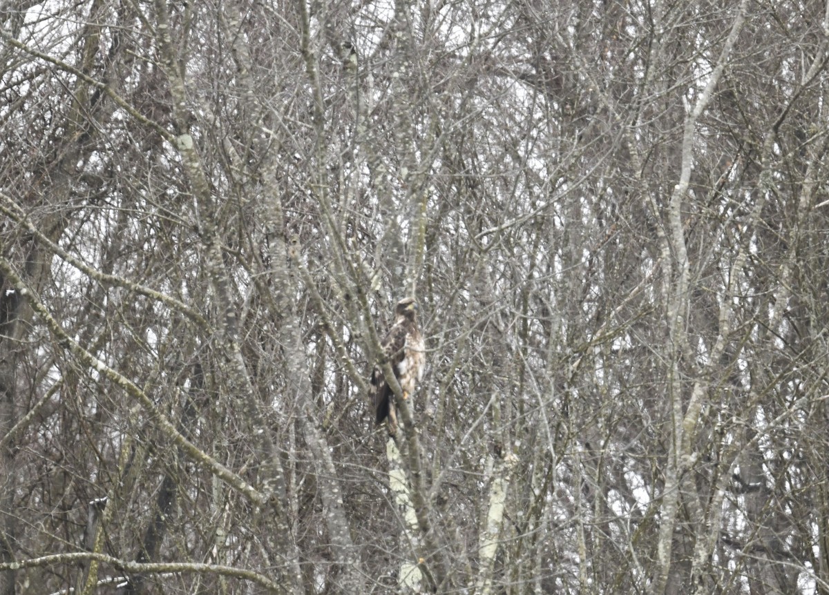 Itsas arrano buruzuria - ML649237720