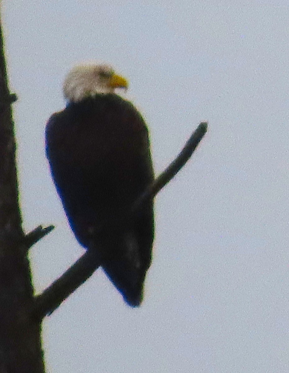 Itsas arrano buruzuria - ML649237818