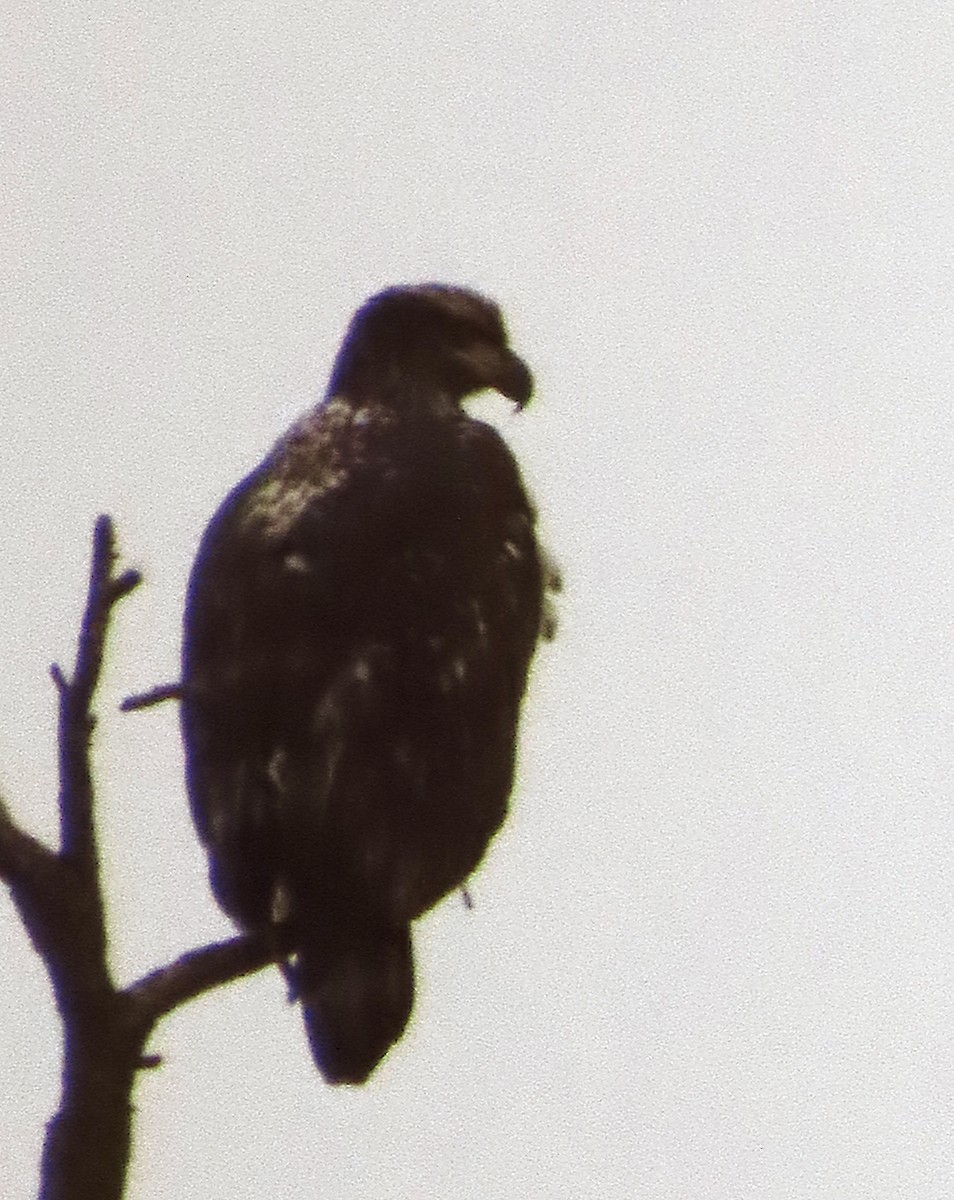 Itsas arrano buruzuria - ML649237831