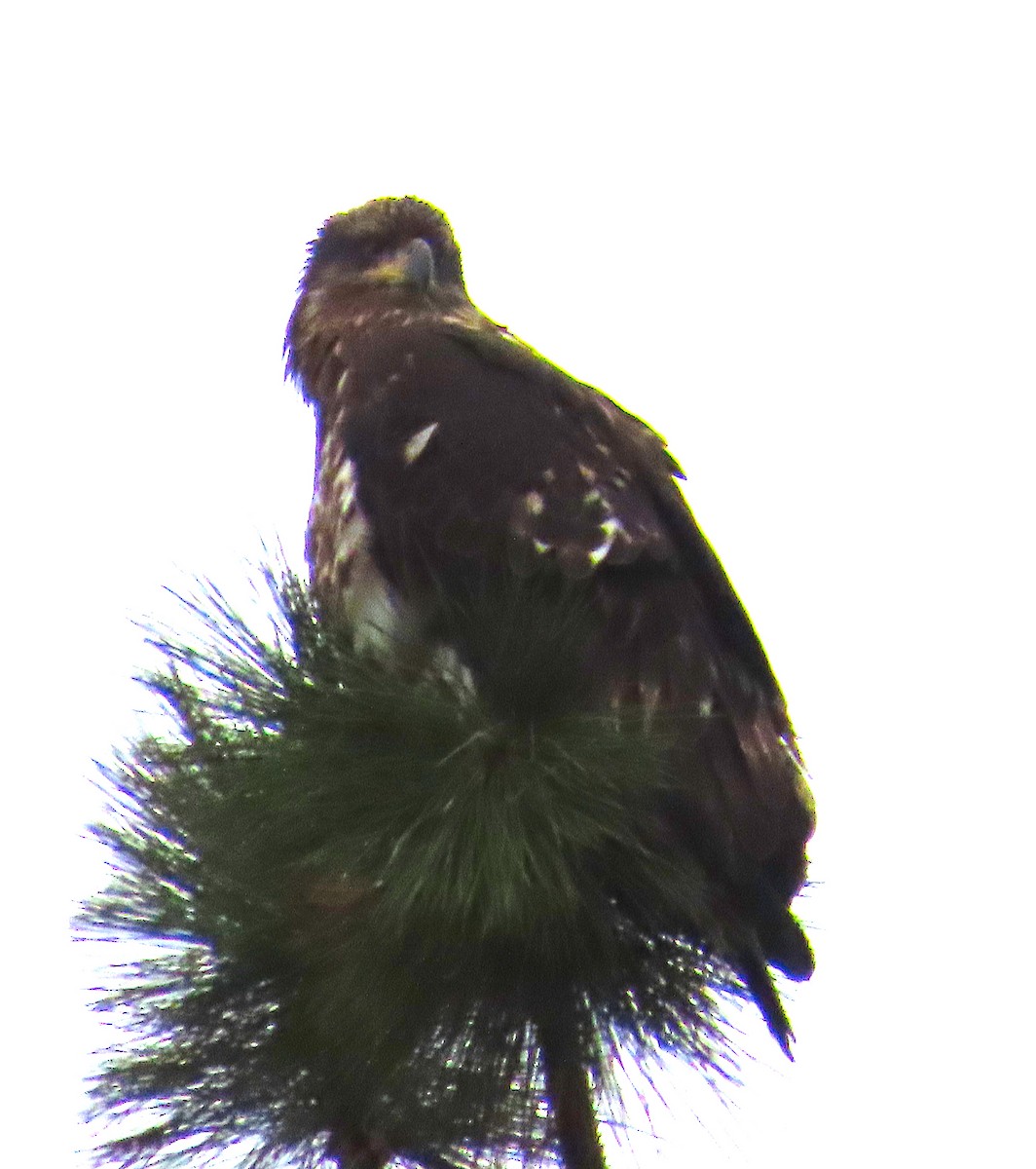 Itsas arrano buruzuria - ML649237845