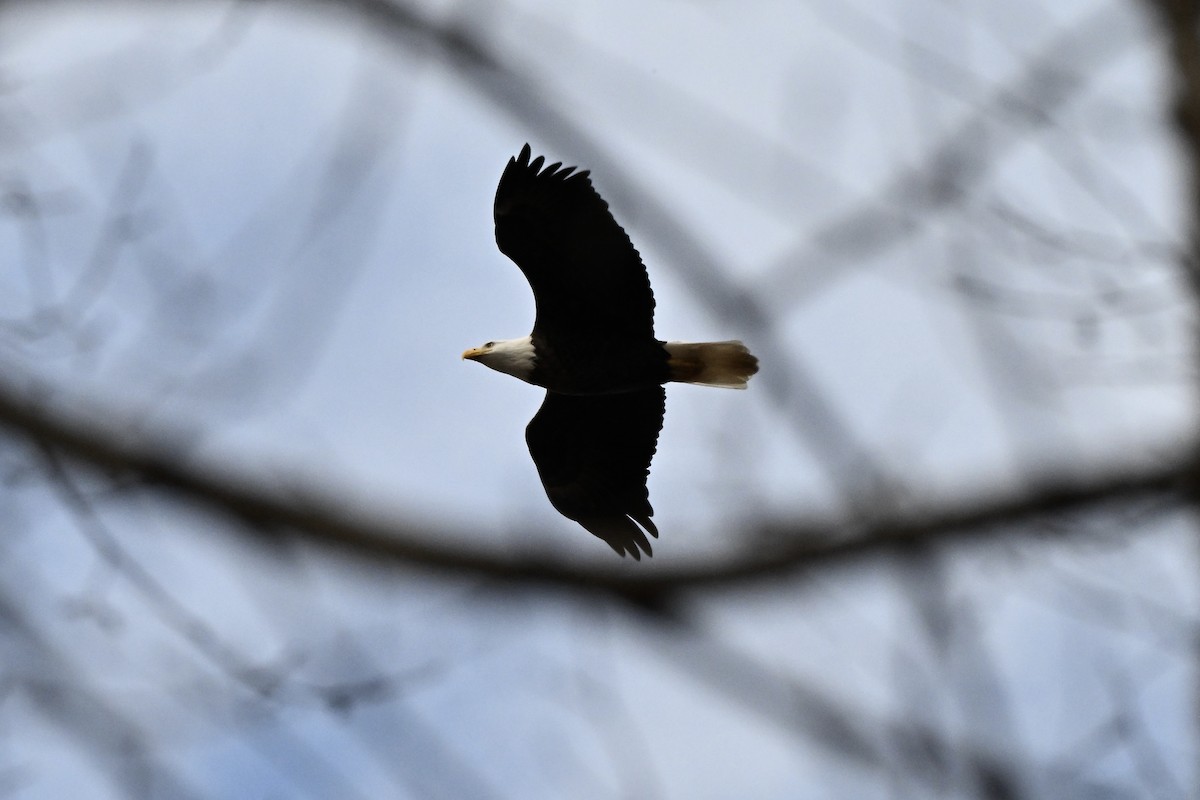 Itsas arrano buruzuria - ML649237858