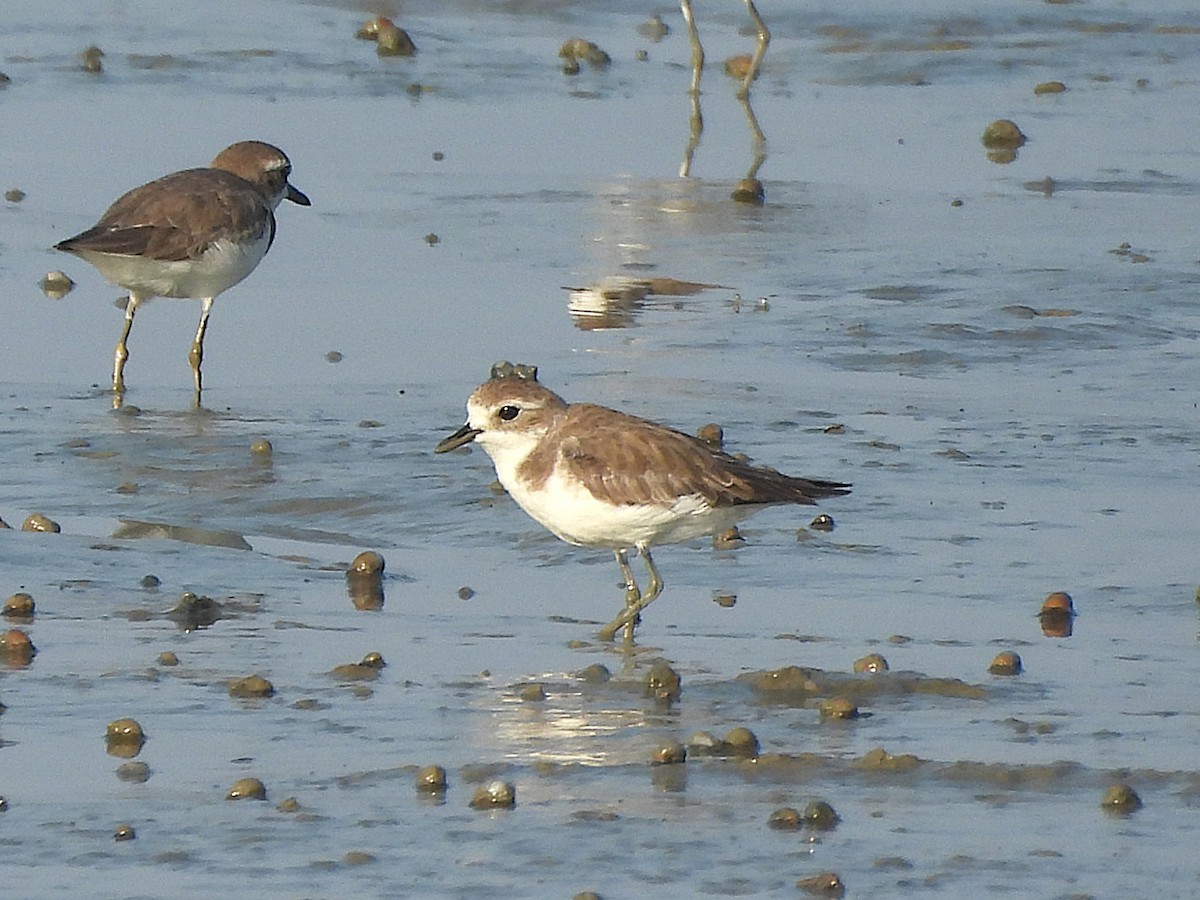Tibetan Sand-Plover - ML649237966
