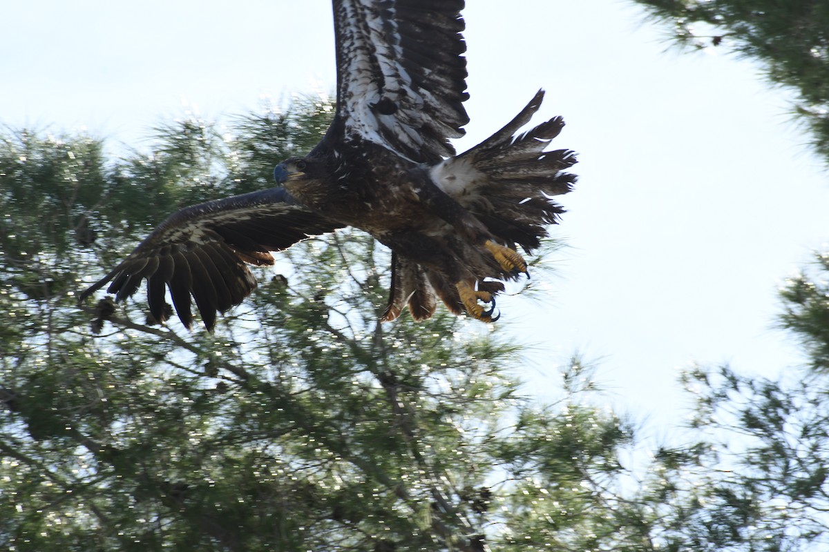 Itsas arrano buruzuria - ML649238195